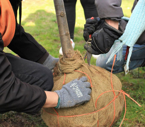 friends-of-trees